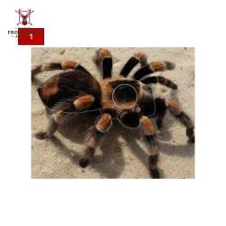 Blason insectes petits animaux - Ai2M - 1