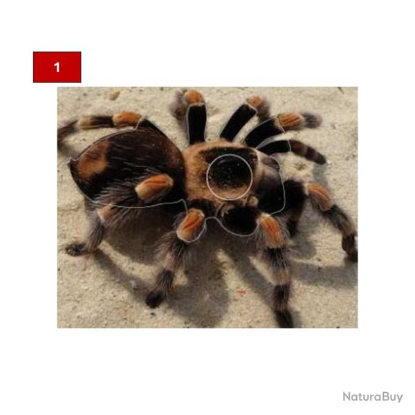 Blason insectes petits animaux - Ai2M - 1