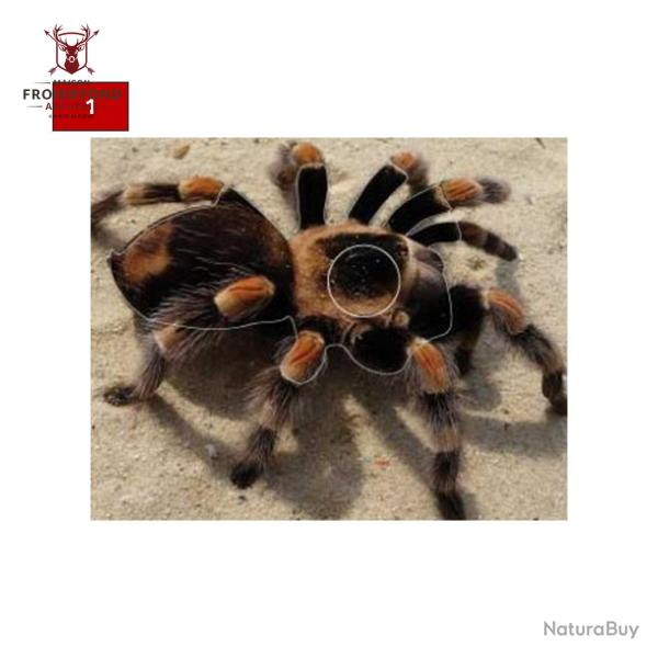 Blason insectes petits animaux - Ai2M - 1