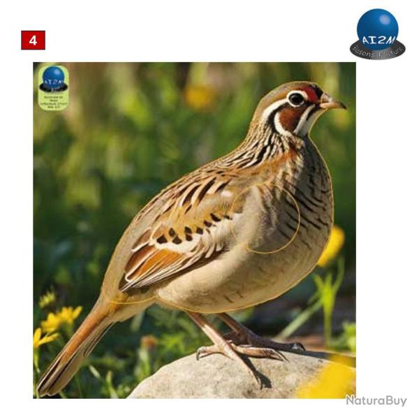 Blasons petits animaux 1 - Ai2M - 4