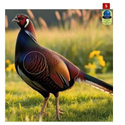 Blasons petits animaux 1 - Ai2M - 5