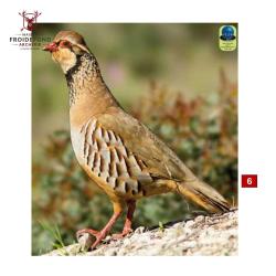 Blasons petits animaux 1 - Ai2M - 6