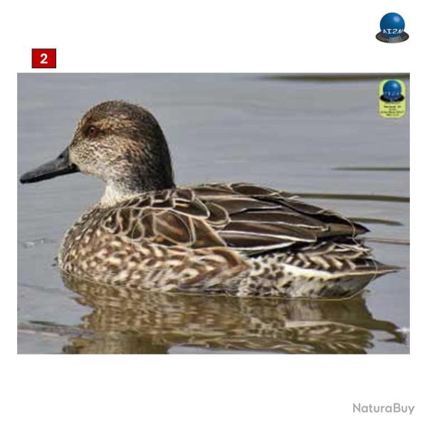 Blasons petits animaux 2 - Ai2M - 2