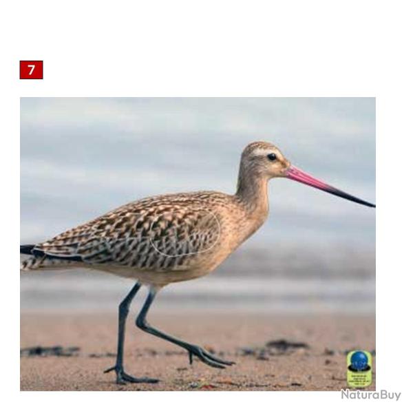 Blasons petits animaux 2 - Ai2M - 7