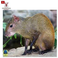 Blasons petits animaux 5 - Ai2M - 5