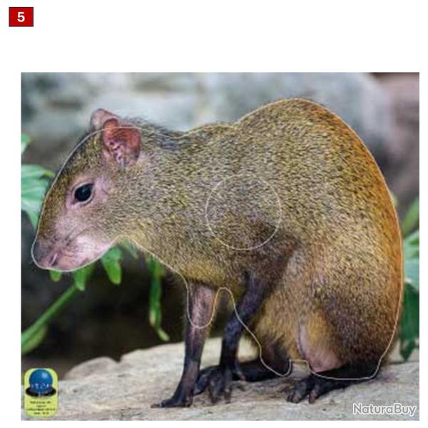 Blasons petits animaux 5 - Ai2M - 5