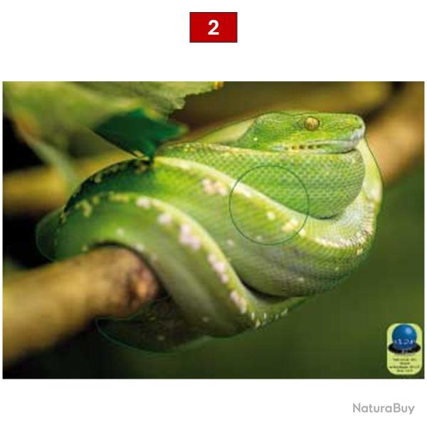 Blasons reptiles petits animaux - Ai2M - 2