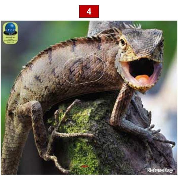 Blasons reptiles petits animaux - Ai2M - 4