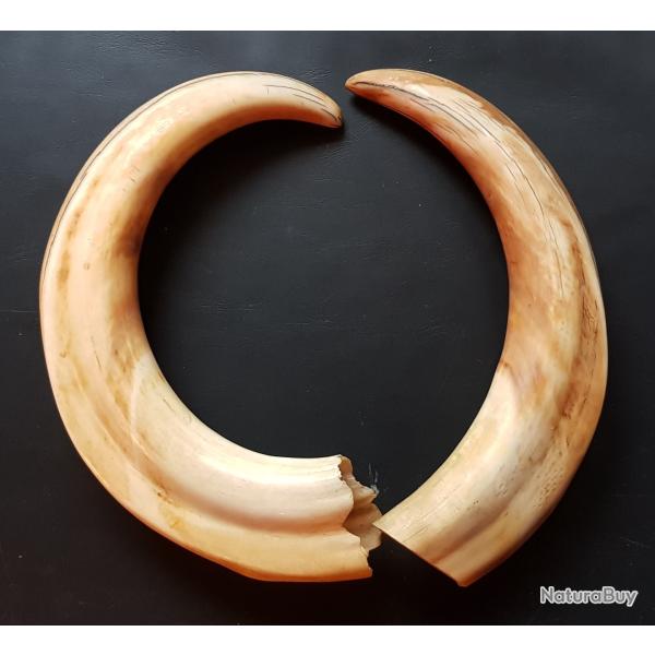 Une paire de dfenses de phacochre