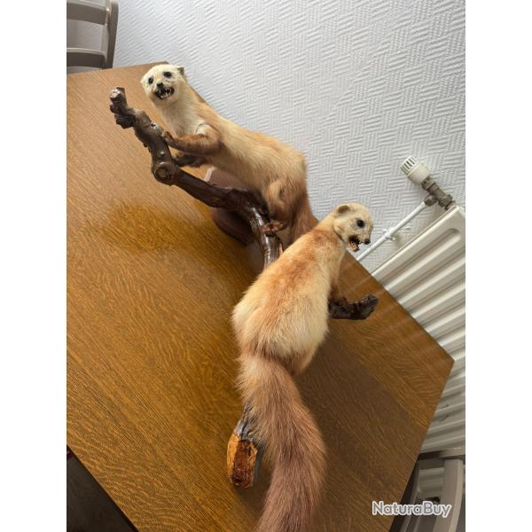 Duo de fouines sur leur branche