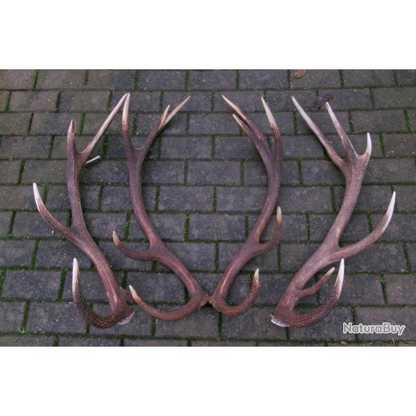 2 superbes mues de cerfs  -