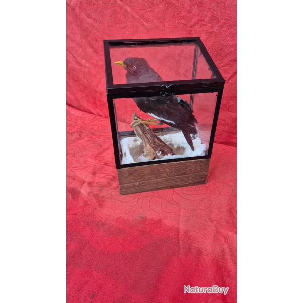 Martin triste dans son coffret en verre enneig�