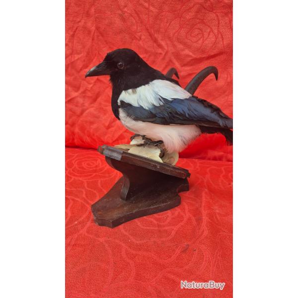 Pie- sur un vritable trophe de chamois  -