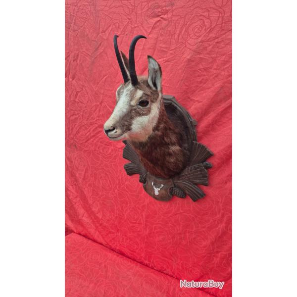 Imposante tte de chamois en cape  -