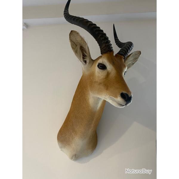 Troph�e de Chasse de Con des roseaux