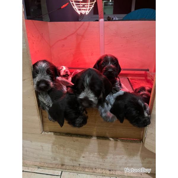 chiot drahthaar Lof (Val d'Oise)