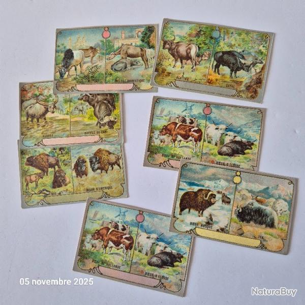 Lot de  images chicor�e avec des vaches, bisons, buffles, karbau