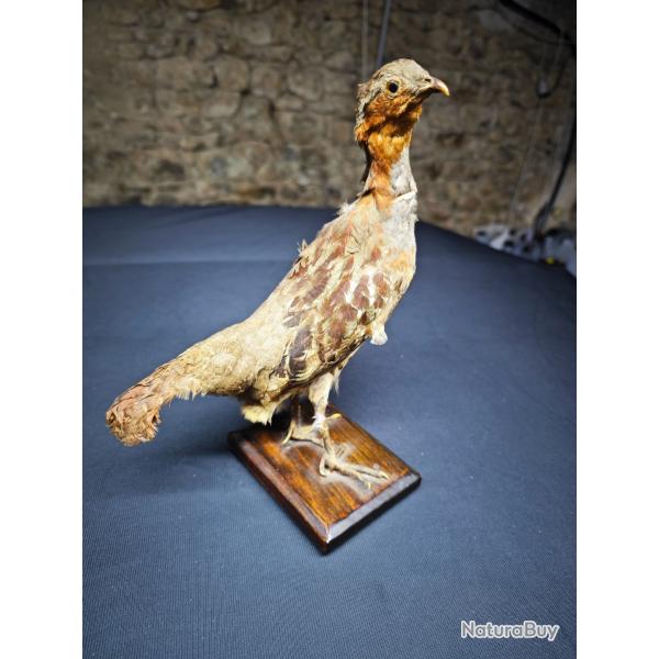 Perdrix Naturalis�e