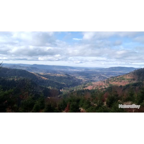 CHASSE EN MOSELLE / ALSACE