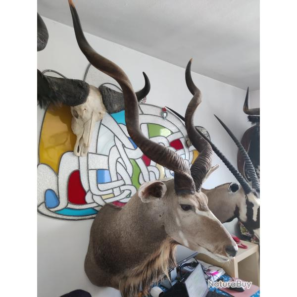 3 troph�es africains et 1 taureau corrida, tr�s belle qualit�