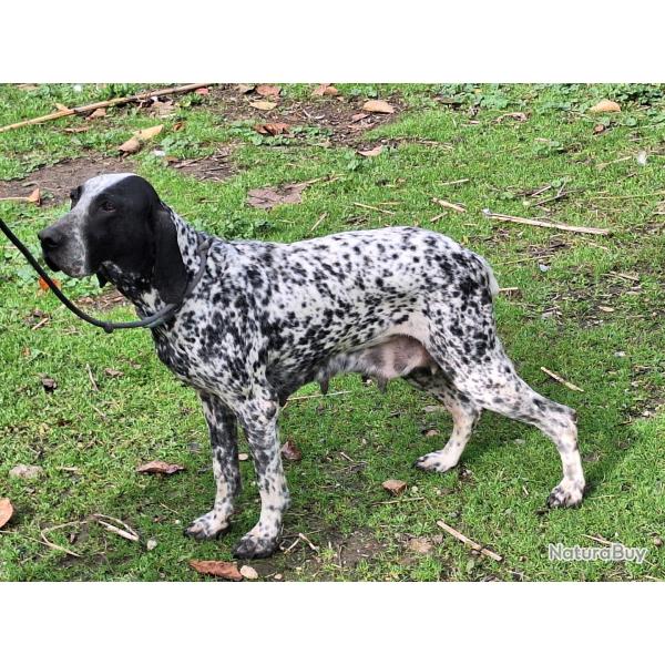 Chiots braquer d'Auvergne