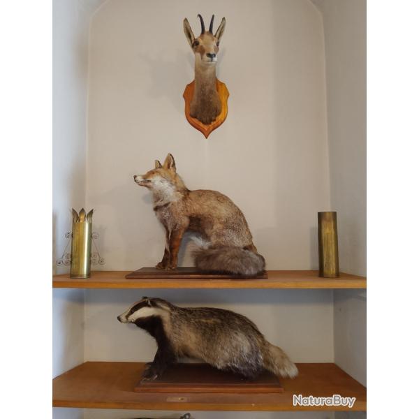 Taxidermie