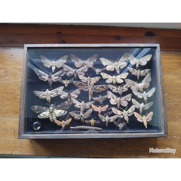 Papillons naturalis�s.