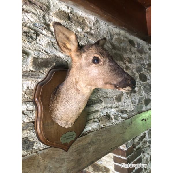 Chevreuil naturalis�