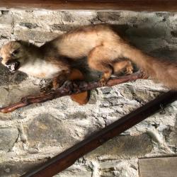 Fouine naturalis&eacute;e