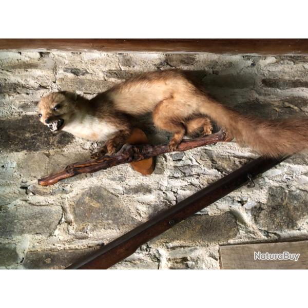 Fouine naturalis�e