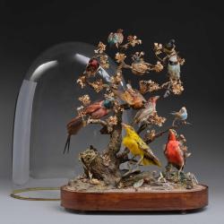 DIAPORAMA SOUS GLOBE DE VERRER DE DIVERS OISEAUX PROTEGES VERS 1850 - FRANCE XIX&egrave; Collection France 