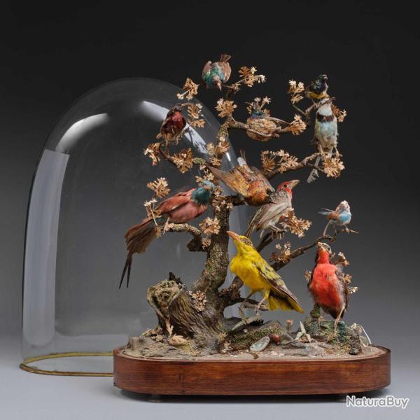 DIAPORAMA SOUS GLOBE DE VERRER DE DIVERS OISEAUX PROTEGES VERS 1850 - FRANCE XIX� Collection France 