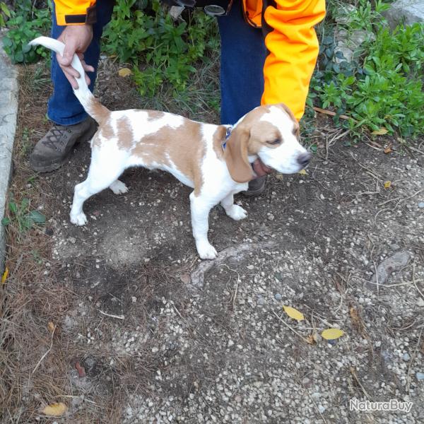 vends chiens courants beagle chasse lapins.
