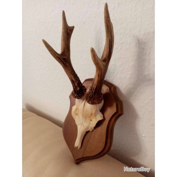 MASSACRE CHEUVREUIL SUR ECUSSON