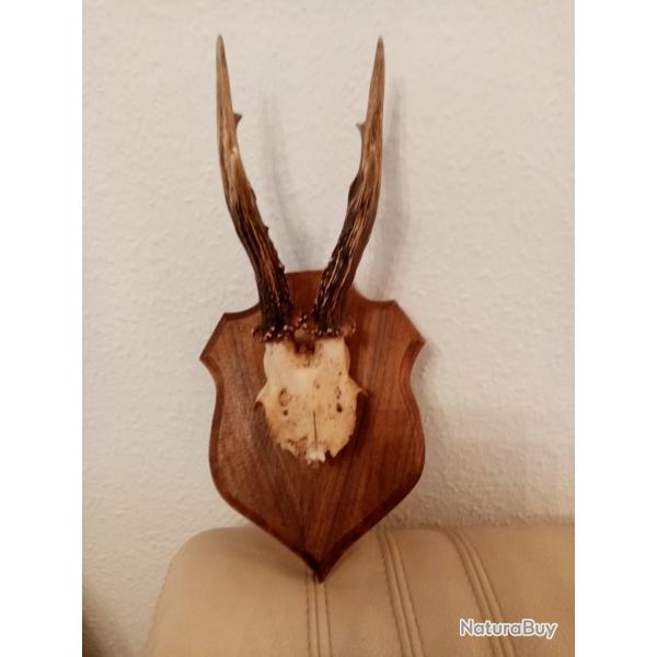 MASSACRE CHEUVREIL 33 cm SUR ECUSSON