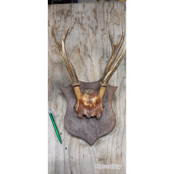 bois de cerf de nouvelle Cal�donie