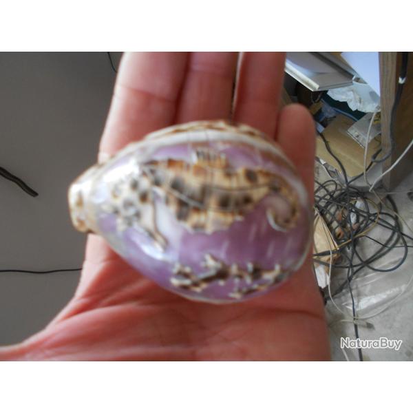 coquillages porcelaines grav�s