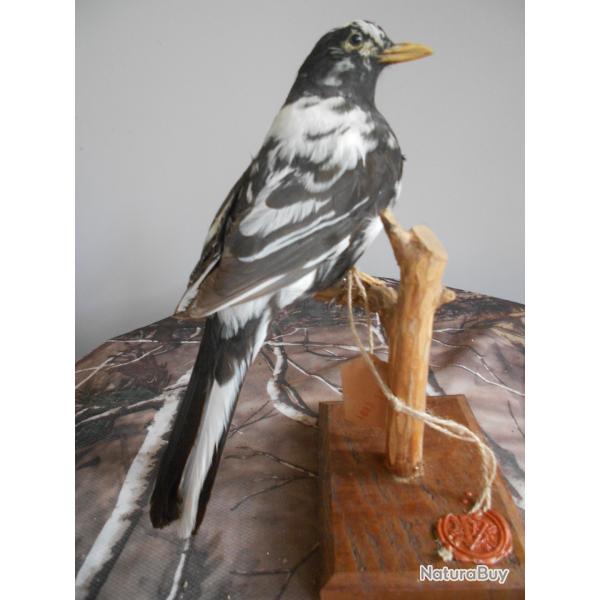 Merle noire  semi-albinos