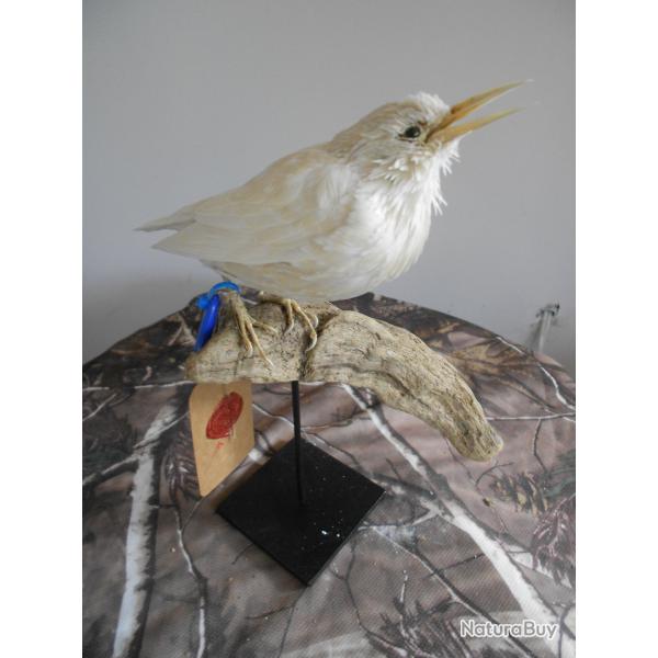 �tourneaux unicolore albinos