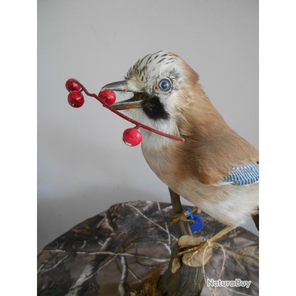 geai des ch�nes (sous-�spece)