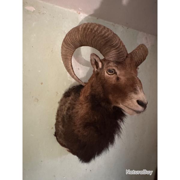 Trs belle tte de mouflon