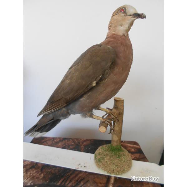 tourterelle a poitrine rose