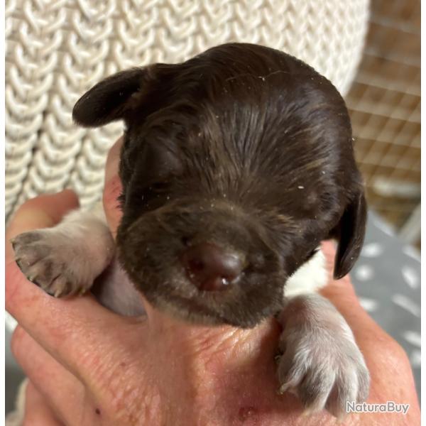 EPAGNEUL BRETON CHIOTS LOF