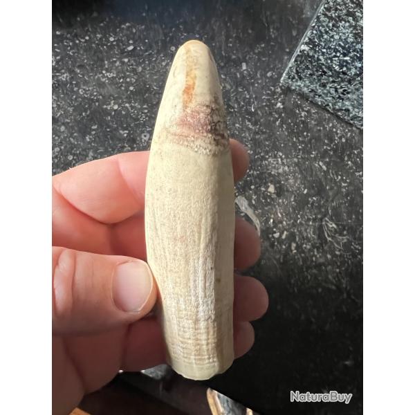 Authentique scrimshaw o cachalot