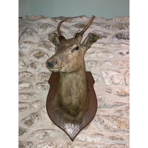 Troph�e de Chasse Cerf