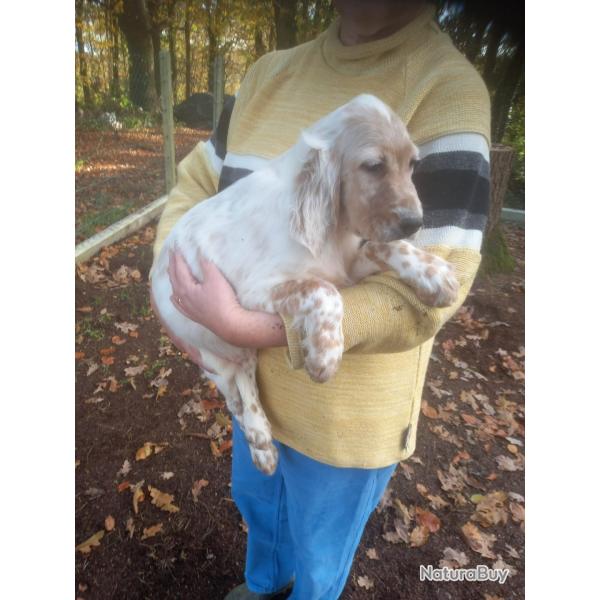 Vends chiots setter anglais LOF