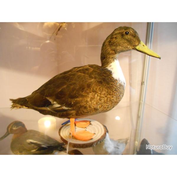 colvert pr�levement sauvage