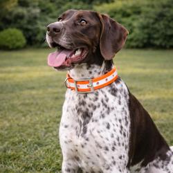 Collier pour chien orange phosphorescent 45 cm