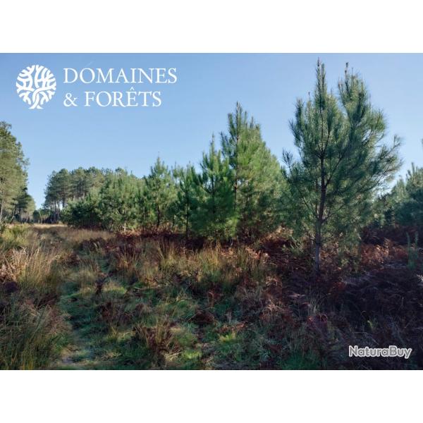 Propri�t� Foresti�re dans les Landes 13 hectares DF-627-A