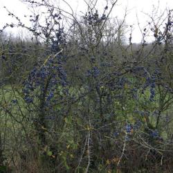 EPINE NOIRE POUR SOL CALCAIRE 1 KG - VILMORIN